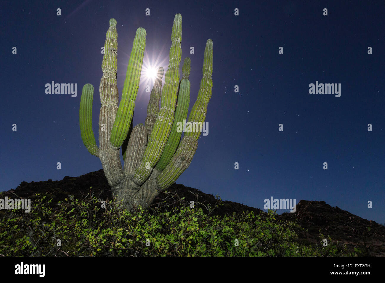 Cardon cactus, Pachycereus Pringlei, di notte sotto una luna piena in Bahia Bonanza, BCS, Messico Foto Stock