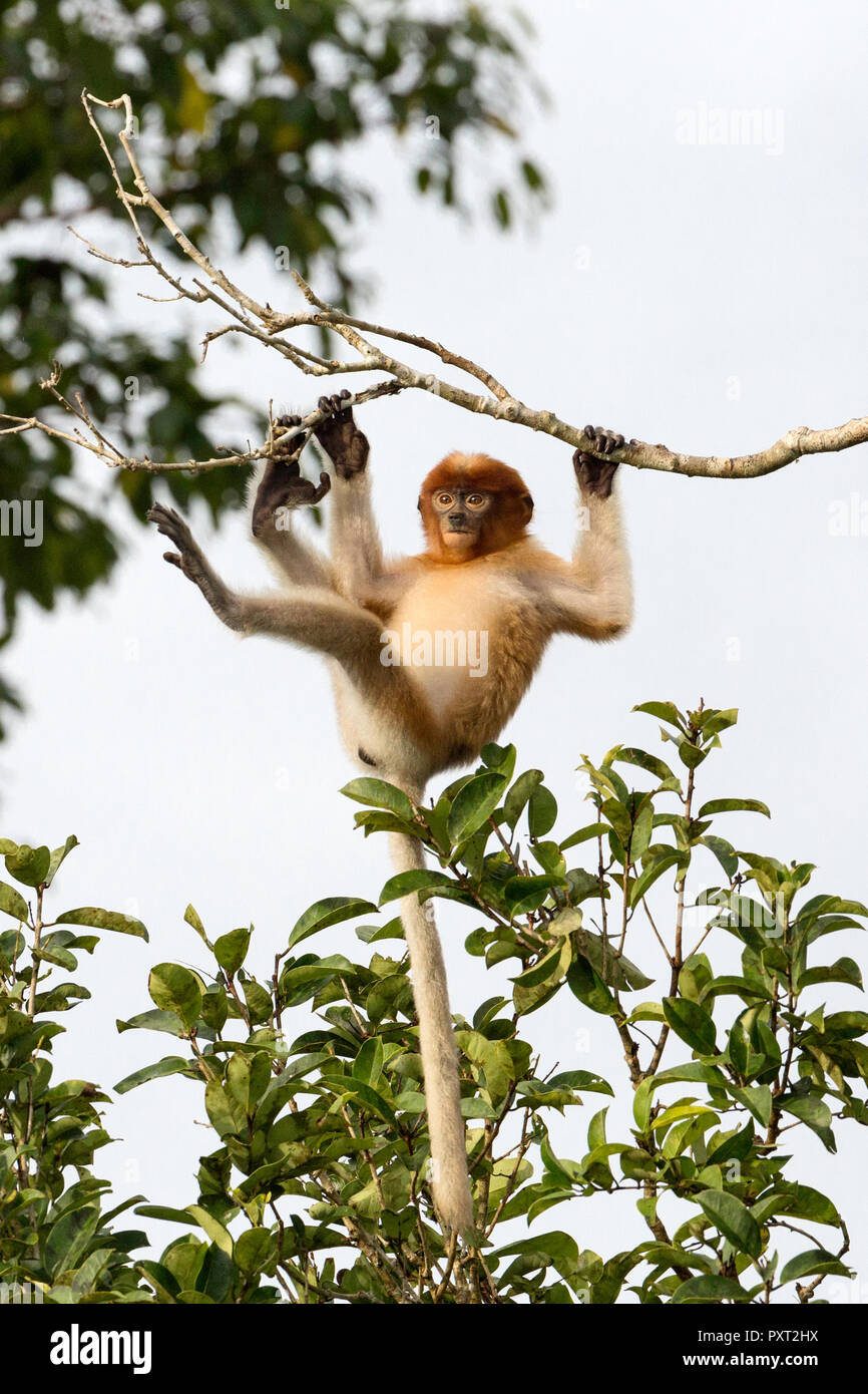 Giovani proboscide scimmia, Nasalis larvatus, Tanjung messa National Park, Borneo, Indonesia. Foto Stock