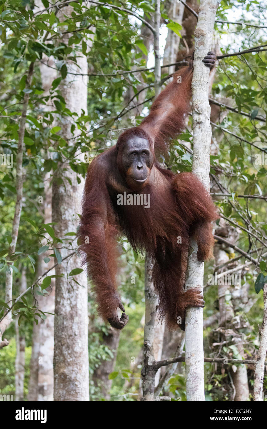 Voce maschile Bornean orangutan, pongo pygmaeus, a Camp Leakey dock, Borneo, Indonesia. Foto Stock