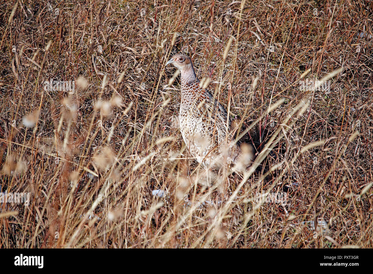 Questo anello-collo gallina fagiano è stato avvistato su una collina ai primi di ottobre, vicino McLeod Montana in Absaroka Mountains. Foto Stock