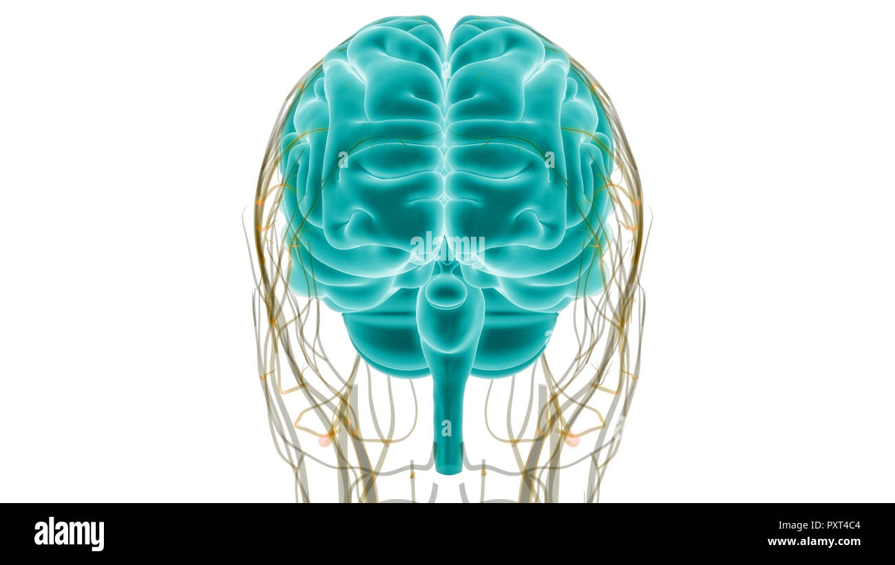 Cervello umano con il sistema circolatorio anatomia Foto Stock