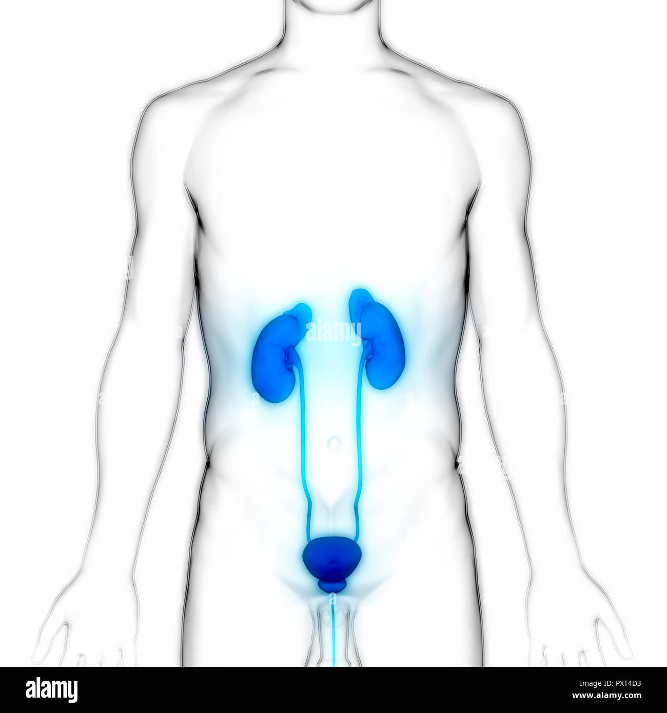 Umano Sistema urinario i reni con anatomia della vescica Foto Stock