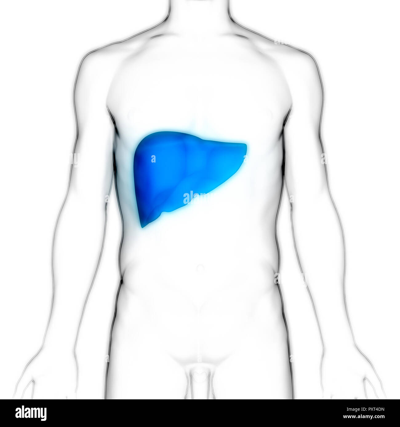 Il fegato umano anatomia Foto Stock