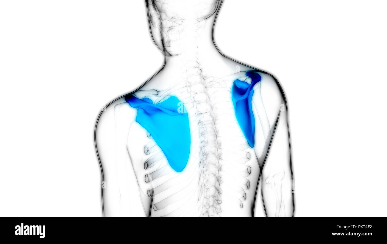 Scheletro umano sistema scapola anatomia Foto Stock