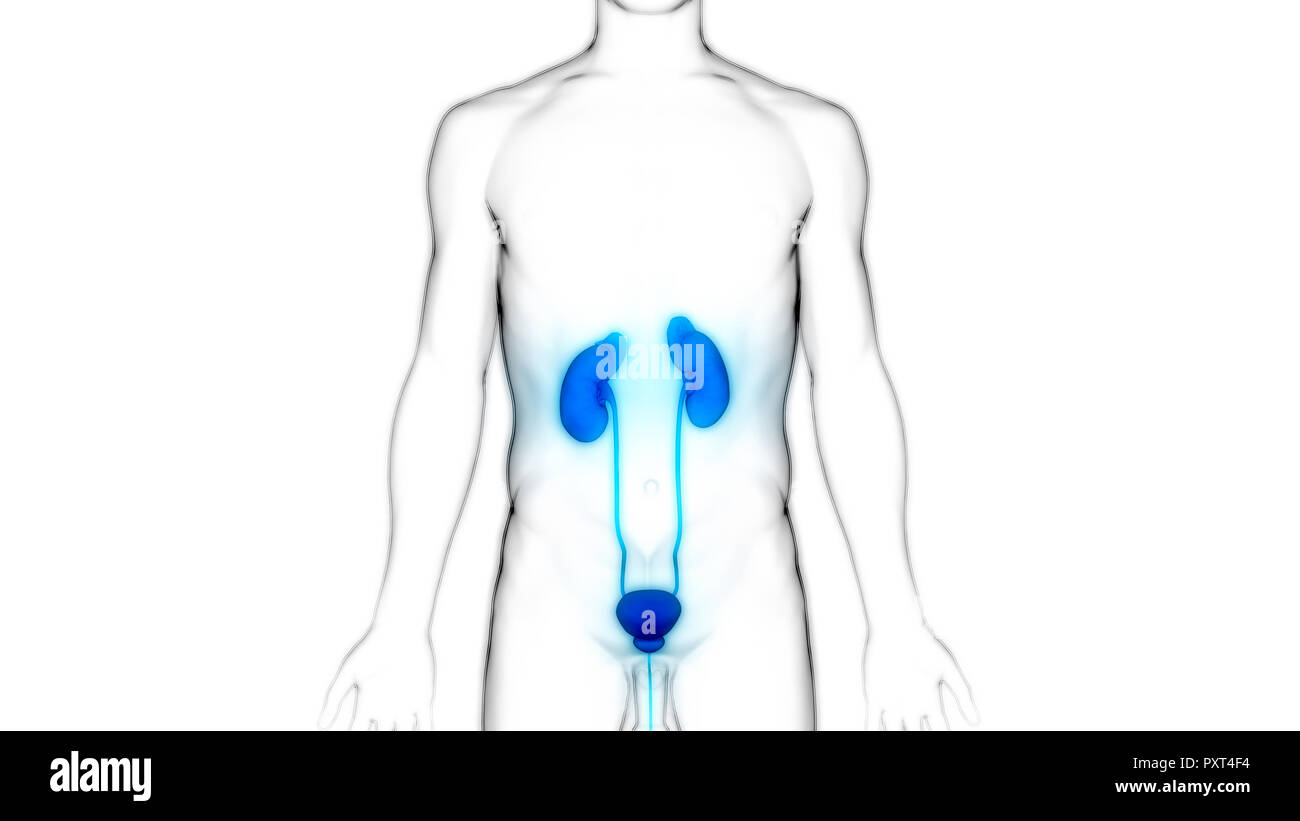 Umano Sistema urinario i reni con anatomia della vescica Foto Stock
