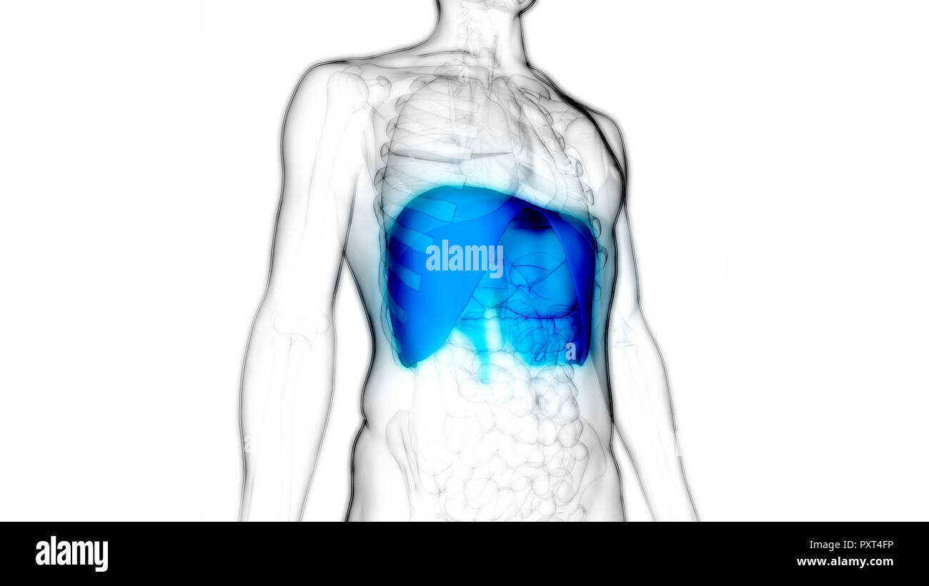 Umano Sistema respiratorio anatomia del diaframma Foto Stock