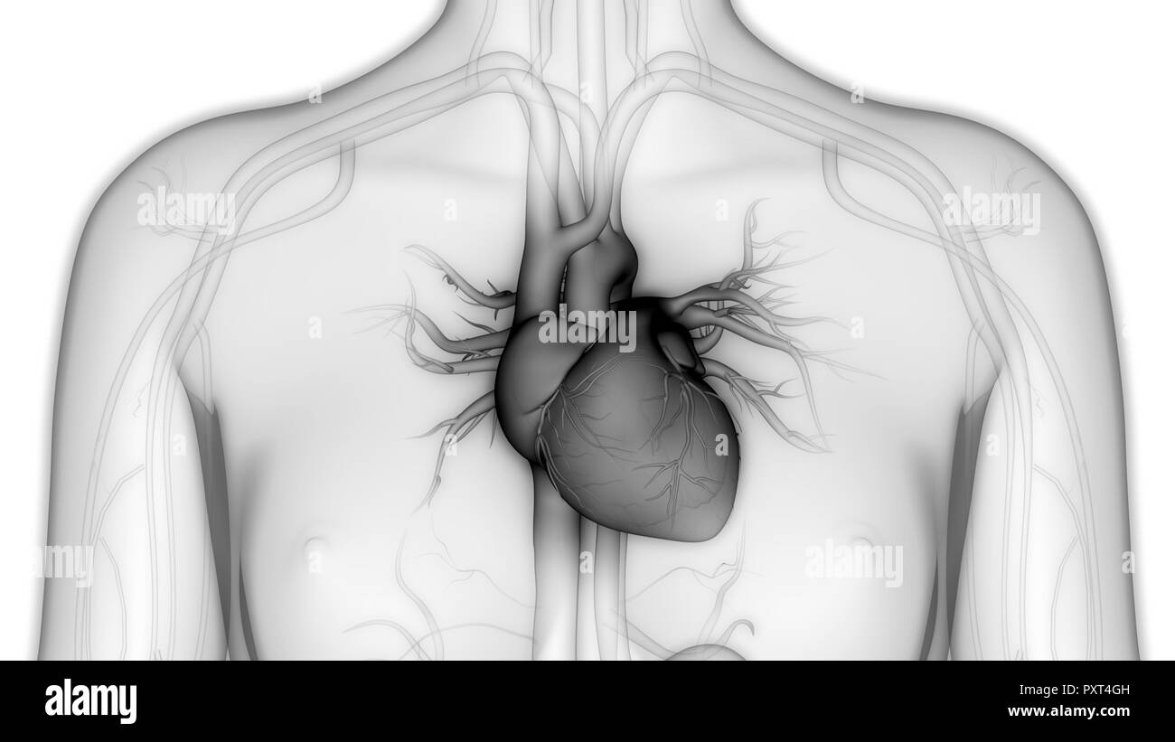 Umano Sistema cardiovascolare Anatomia cardiaca Foto Stock