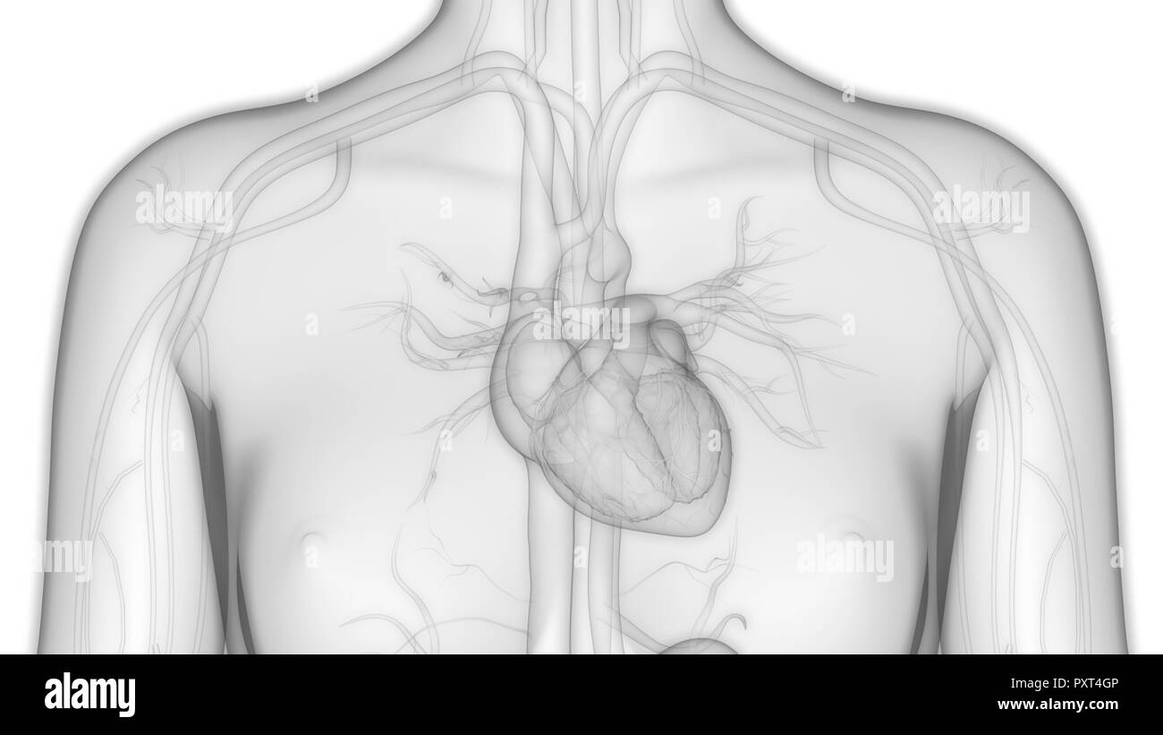 Umano Sistema cardiovascolare Anatomia cardiaca Foto Stock