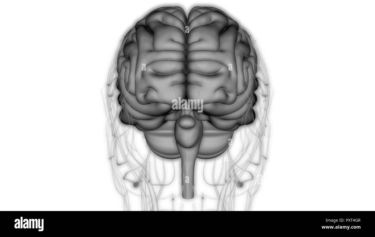 Cervello umano con il sistema circolatorio anatomia Foto Stock
