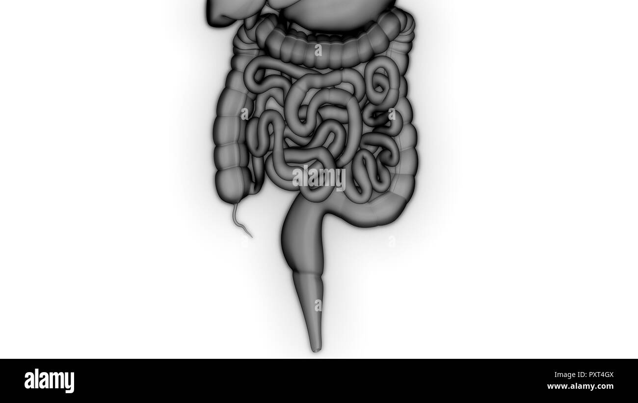 Apparato Digestivo umano grande e piccolo intestino anatomia Foto Stock