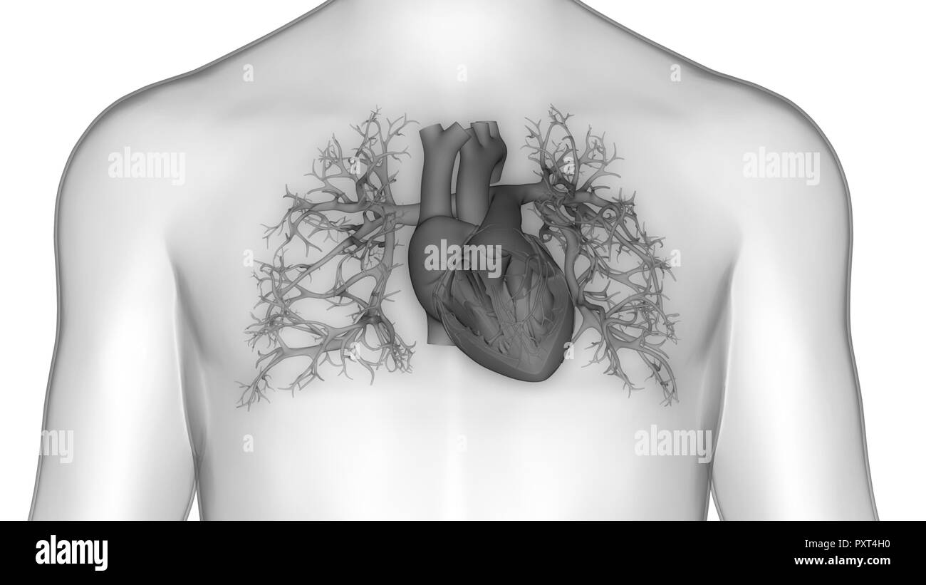 Umano Sistema cardiovascolare Anatomia cardiaca Foto Stock