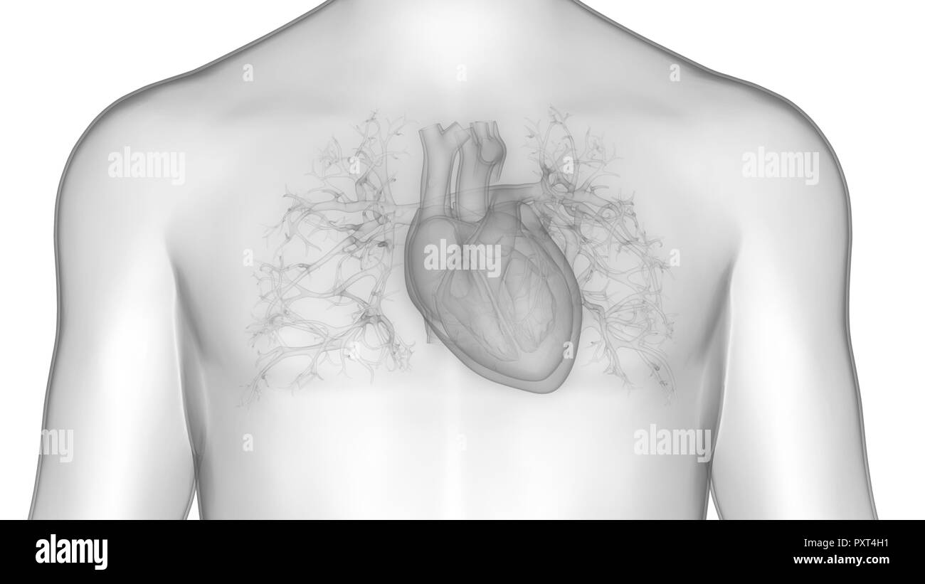 Umano Sistema cardiovascolare Anatomia cardiaca Foto Stock