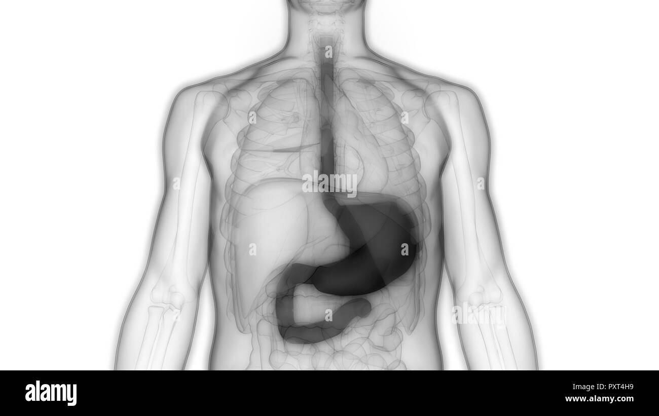 Apparato Digestivo umano Anatomia dello stomaco Foto Stock