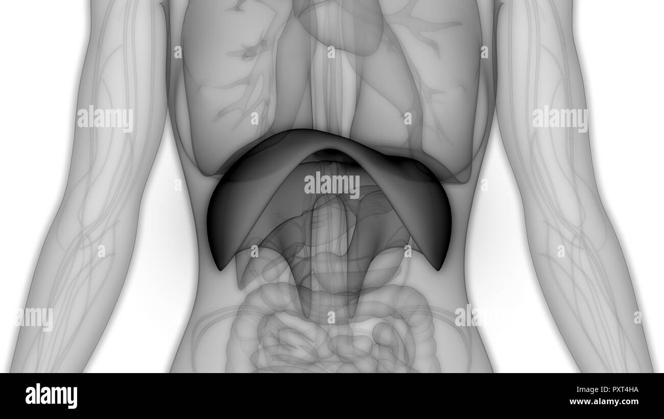 Umano Sistema respiratorio anatomia del diaframma Foto Stock