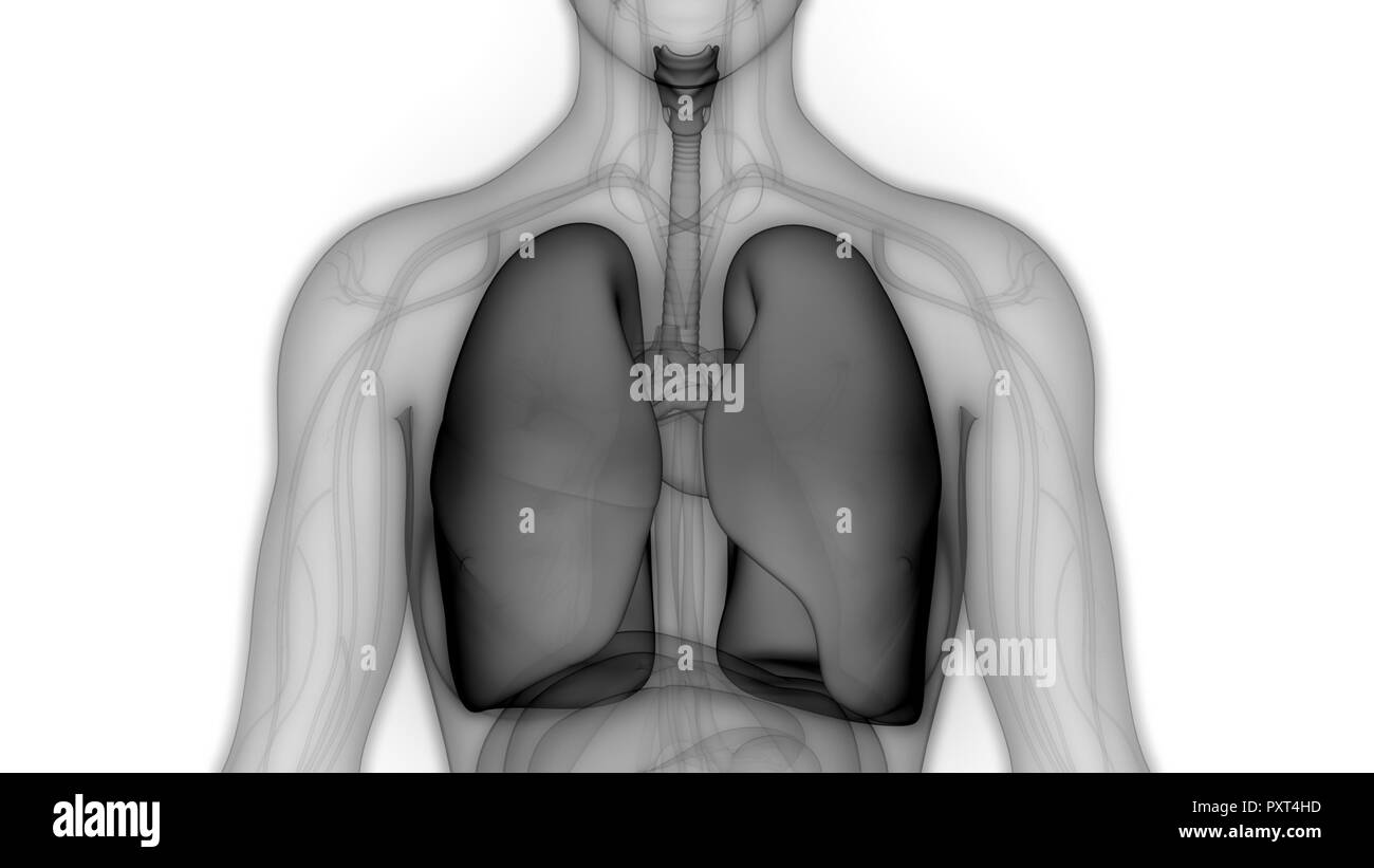 Umano Sistema respiratorio polmoni anatomia Foto Stock