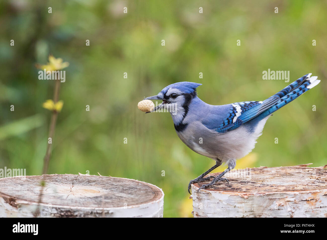 Blue Jay tenendo un peanut nelle sue fatture, Ottawa, Canada Foto Stock