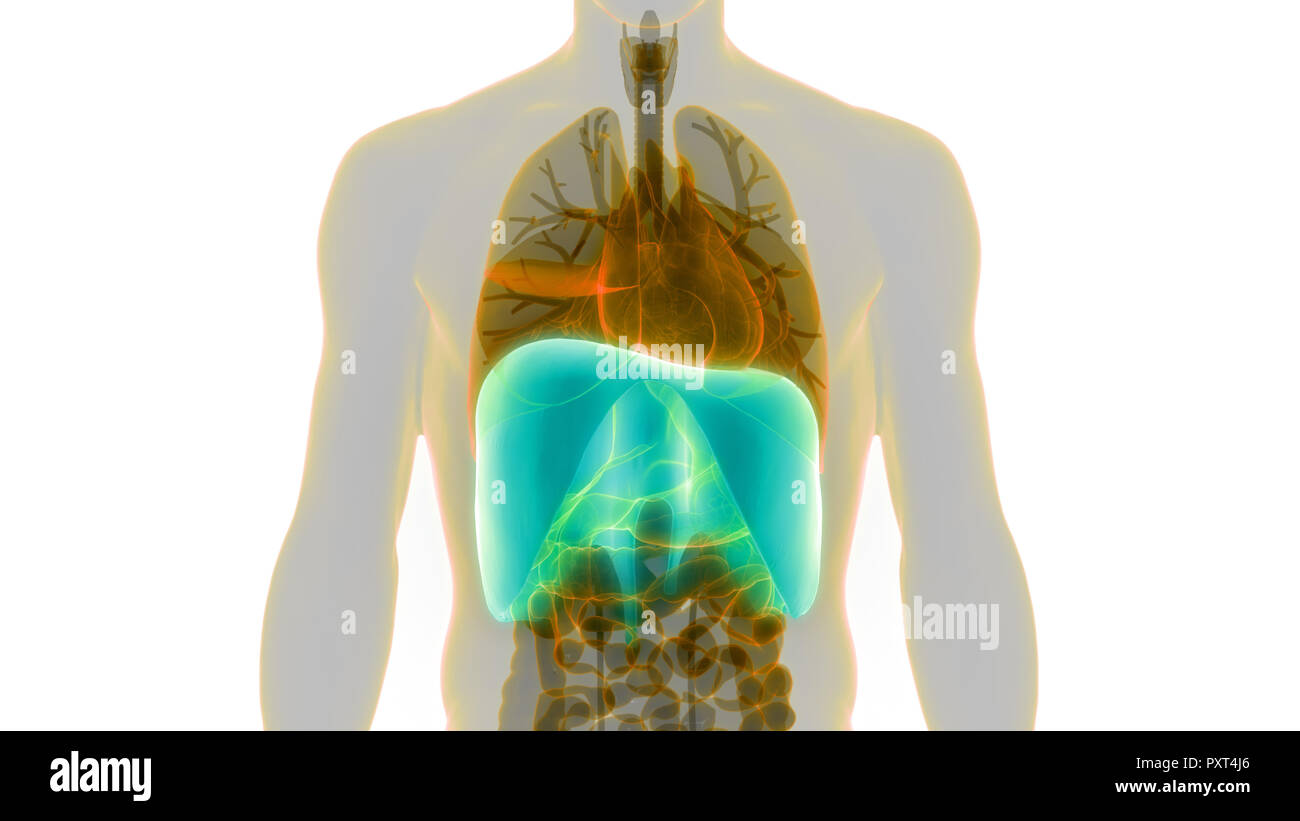 Umano Sistema respiratorio anatomia del diaframma Foto Stock