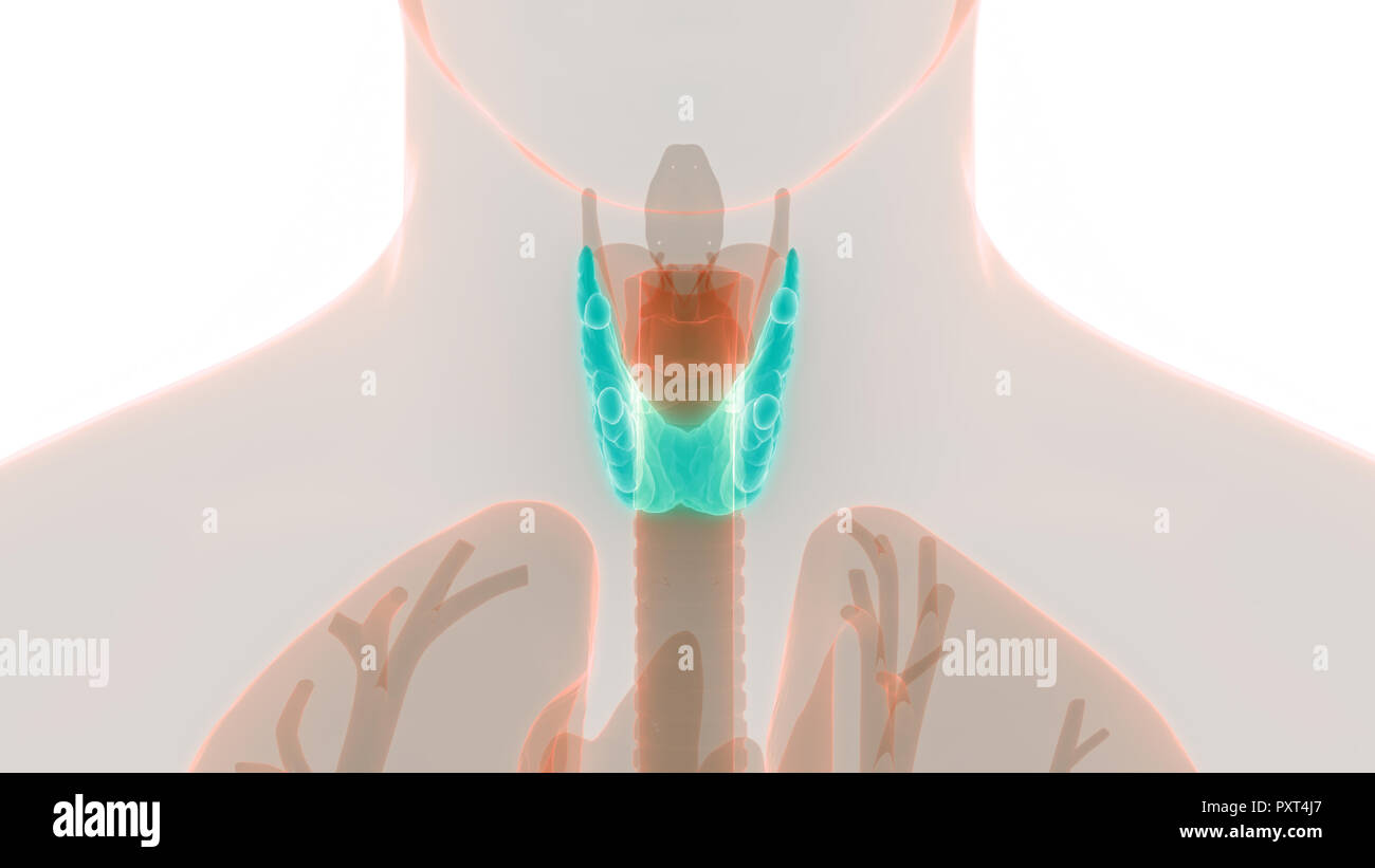 Il corpo umano ghiandole della ghiandola tiroidea anatomia Foto stock
