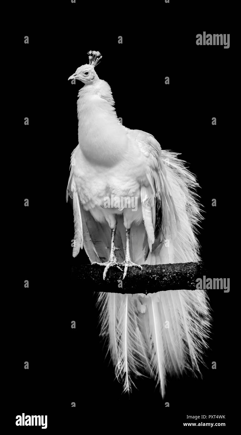 Un bianco leucistic peacock appollaiato su un ramo isolato con sfondo nero Foto Stock