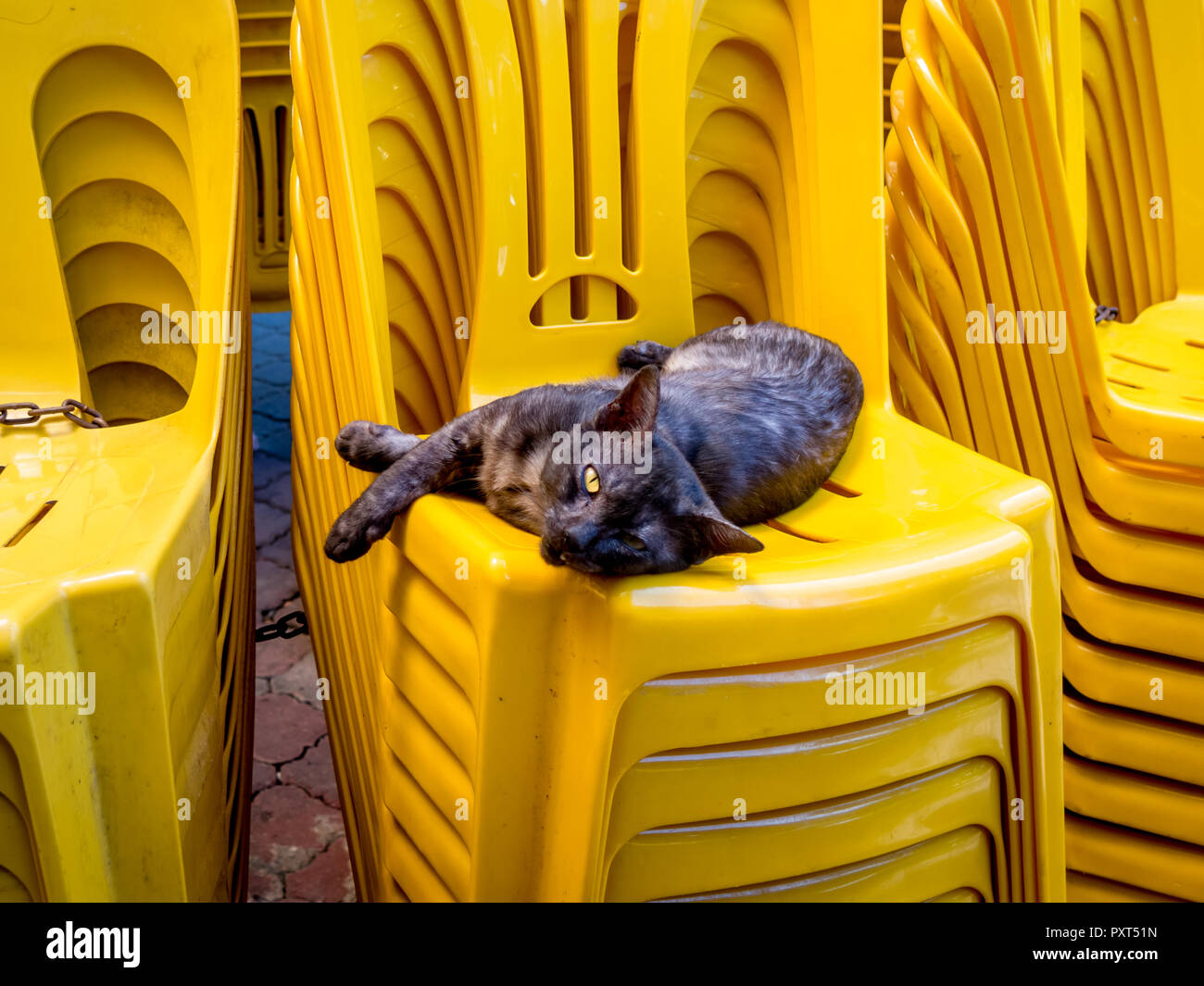 Gatto randagio con gli occhi gialli salotti su giallo sedie di plastica in Kota Bharu, Malaysia Foto Stock