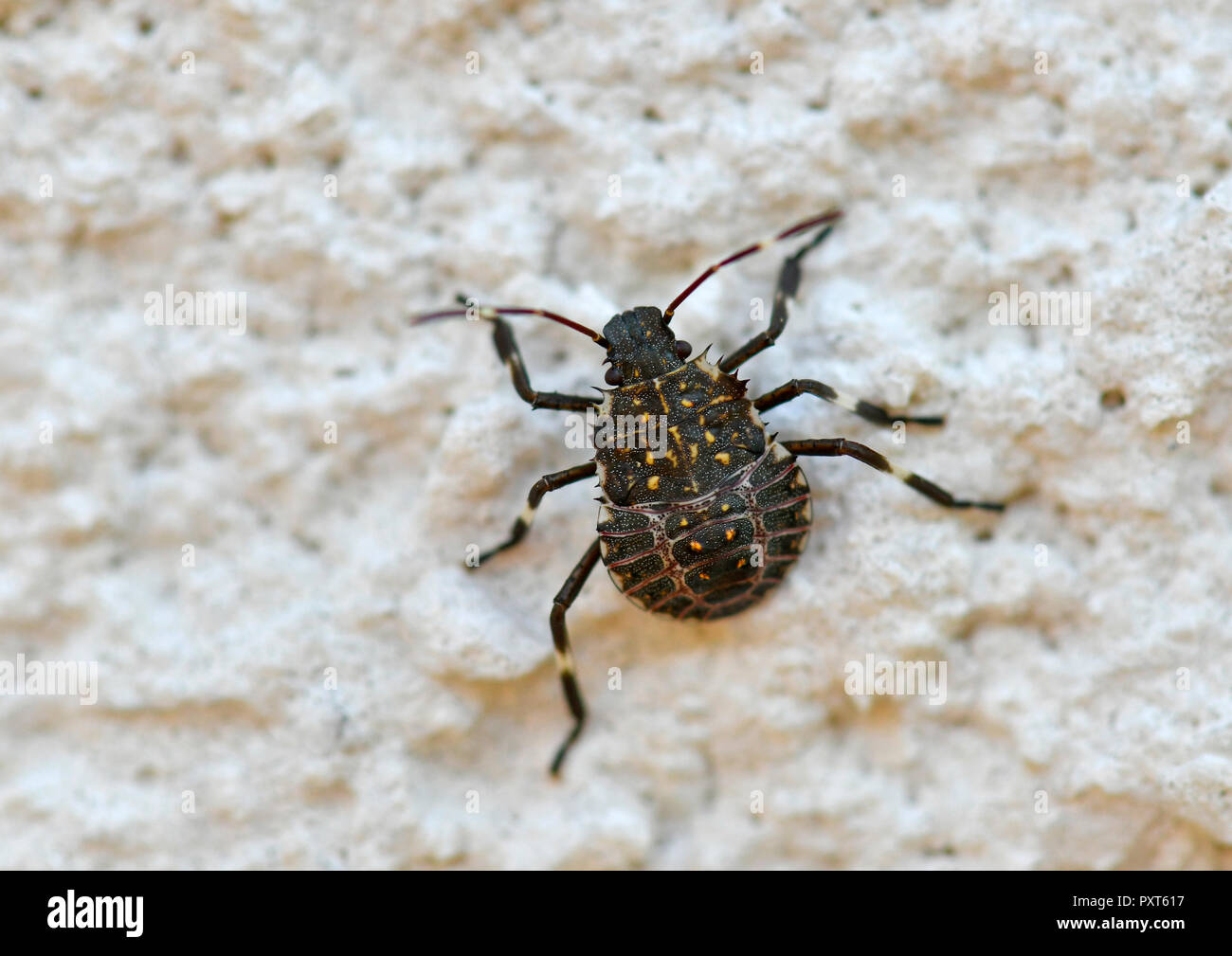 Brown marmorated stink bug (Halyomorpha halys), giovane animale, sul muro di casa, originariamente area asiatica, Stoccarda Foto Stock