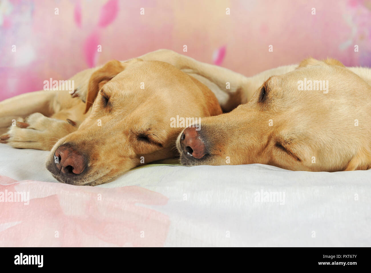 Il Labrador retriever giallo, maschi e femmine di dormire accanto a ciascun altro, Austria Foto Stock