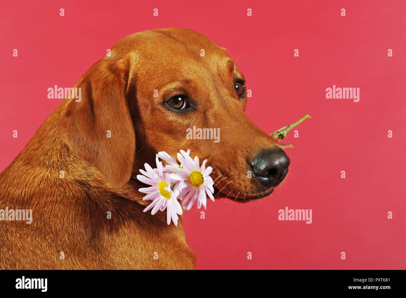 Il Labrador retriever giallo, cagna, detiene il fiore rosa in bocca, Austria Foto Stock