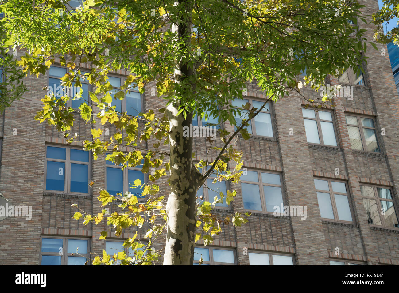 Londra platani e giapponese Zelkova crescere in Soho's Spring Street Park, che è sull'ingombro di un vecchio parco chiamato Soho Square a Manhattan. Foto Stock