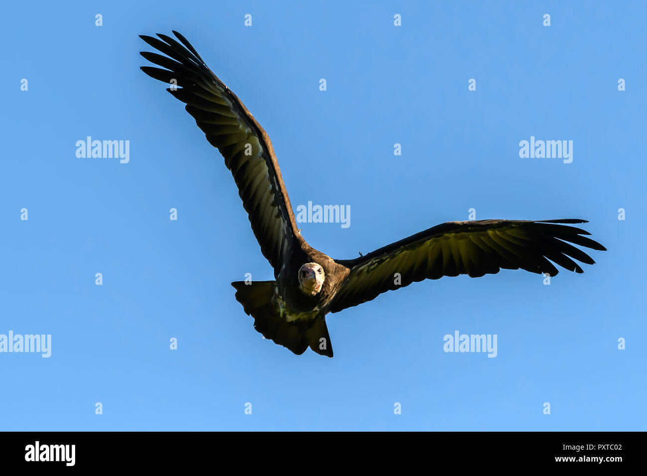 Avvoltoio uccello Foto Stock