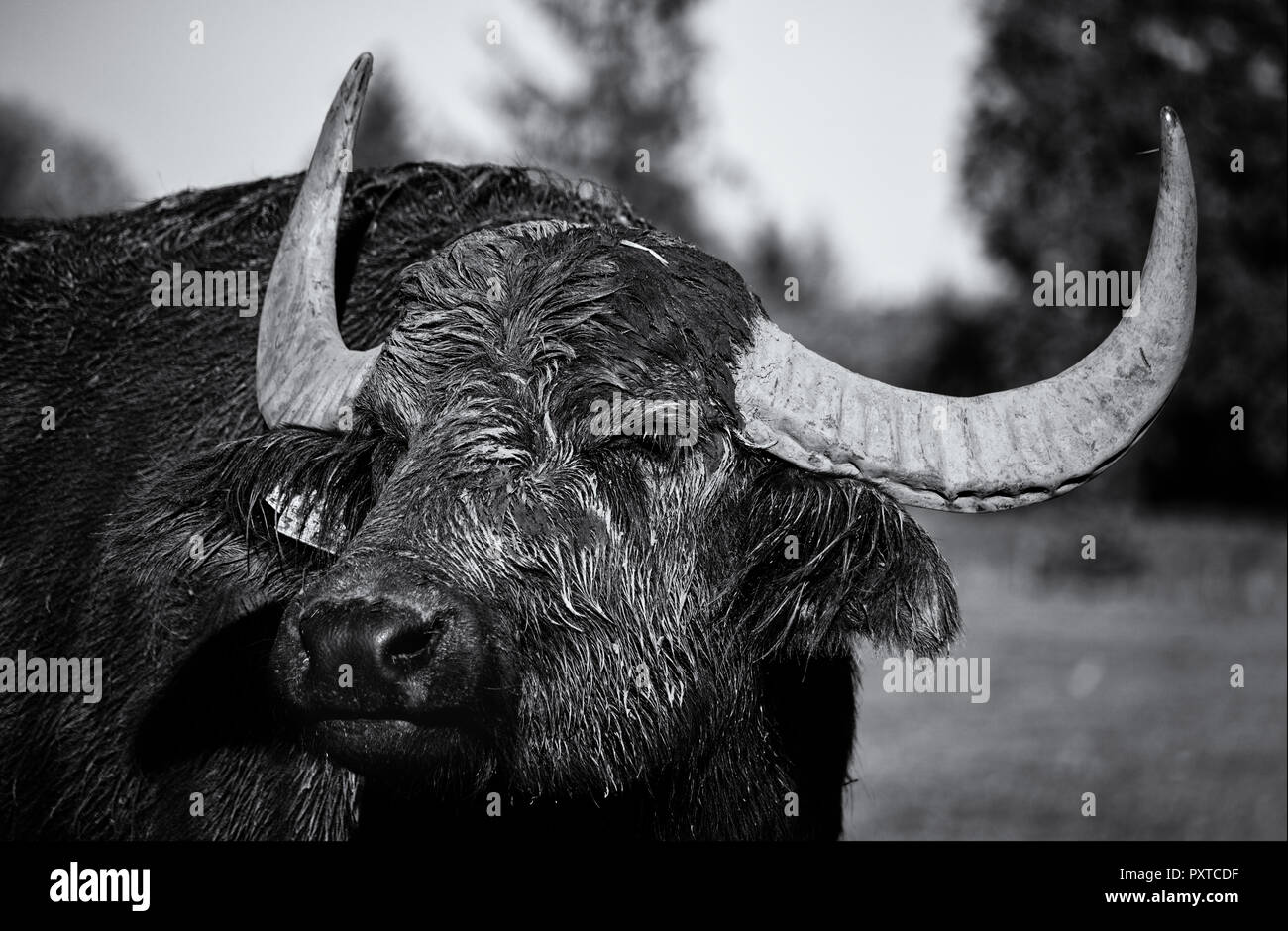 Ritratto di un bufalo indiano di acqua (monocromatico) Foto Stock