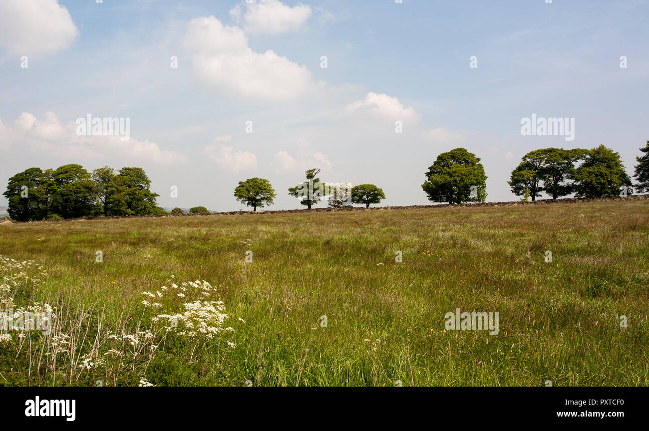Un campo verde di erba rigogliosa e fiori con alberi all'orizzonte. Il Cielo di estate blu e leggermente torbida e nuvoloso con wispy nuvole. Foto Stock