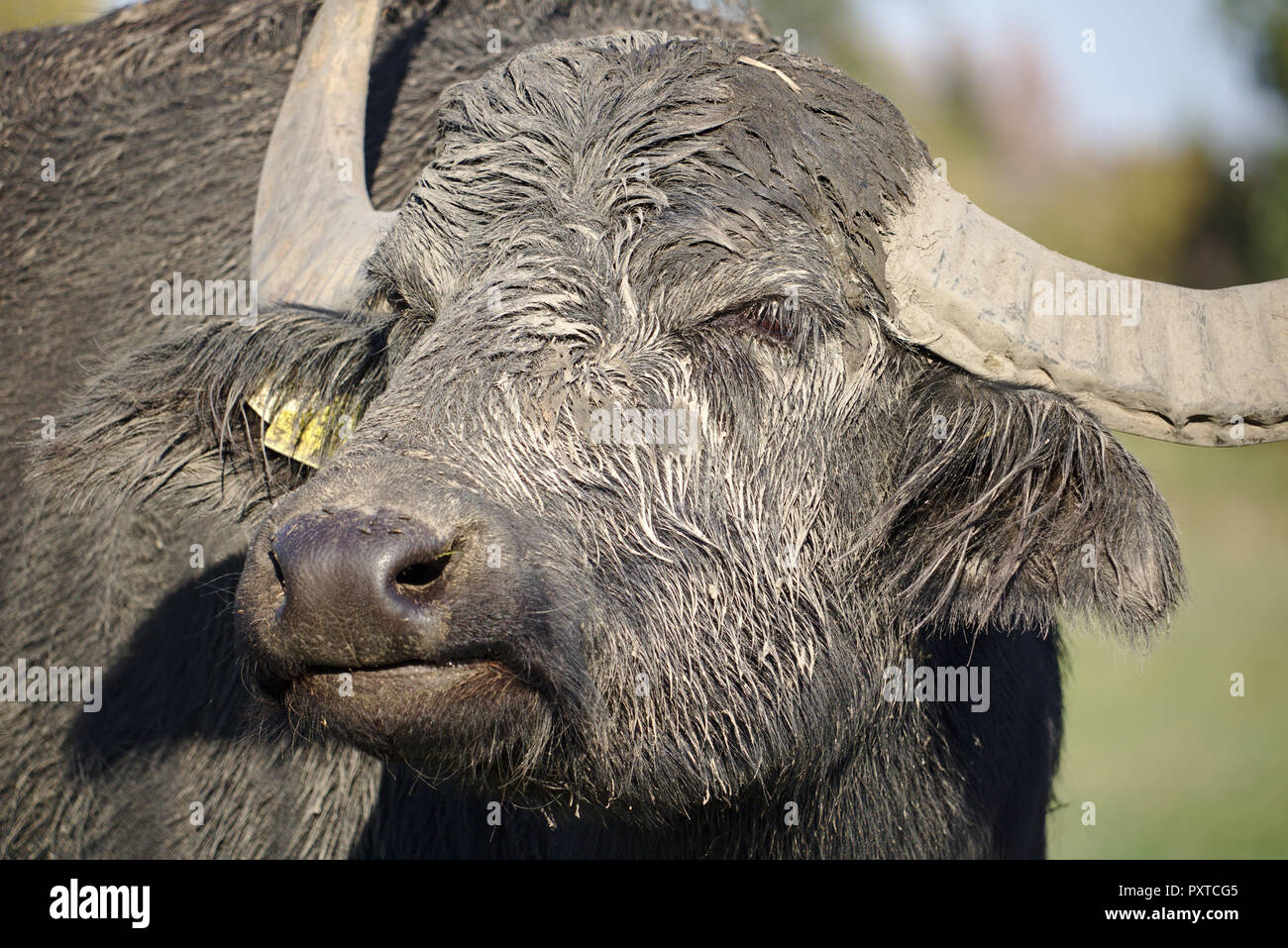 Close-up verticale di un bufalo indiano di acqua Foto Stock