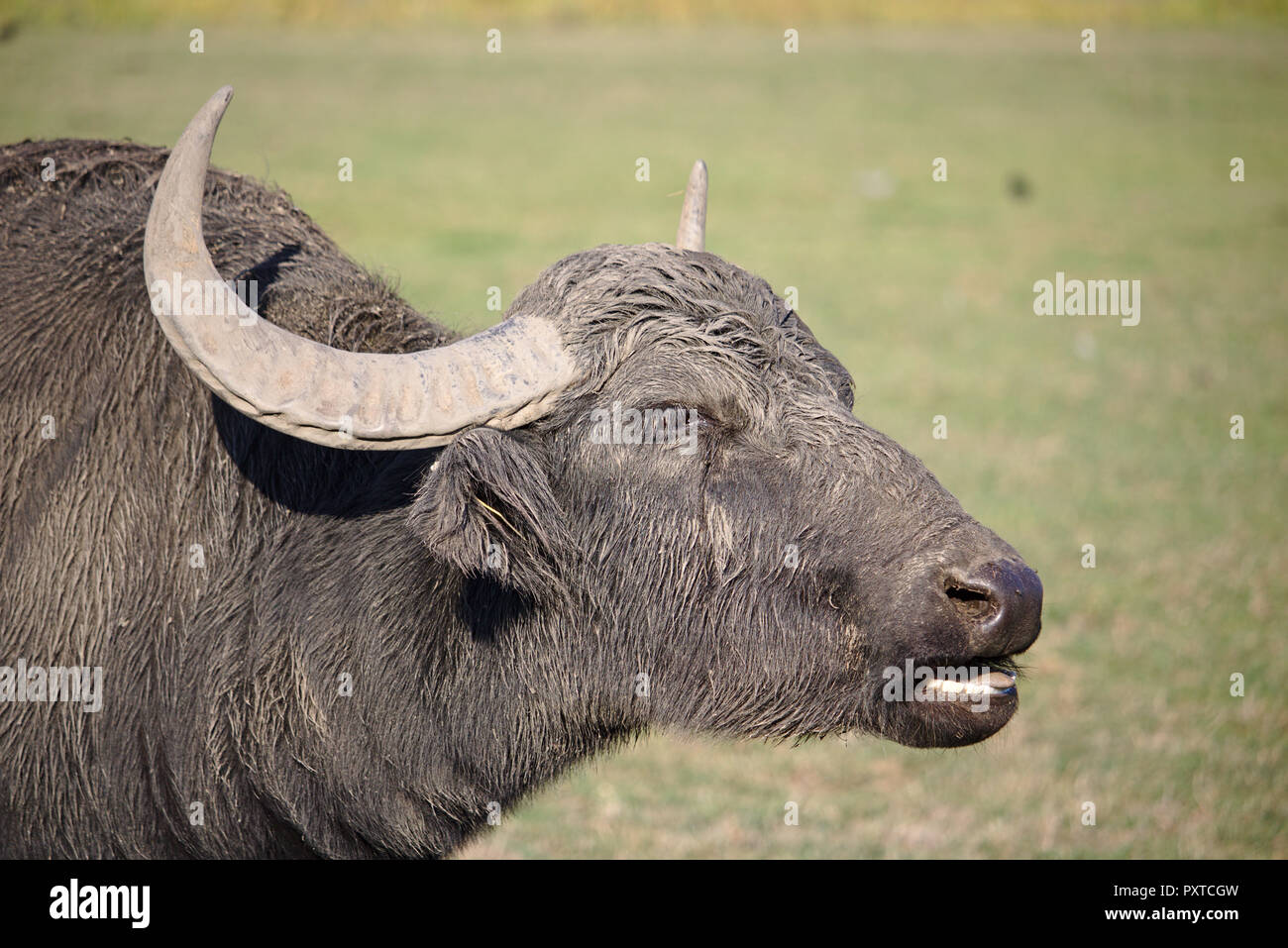 Ritratto di un bufalo indiano di acqua Foto Stock