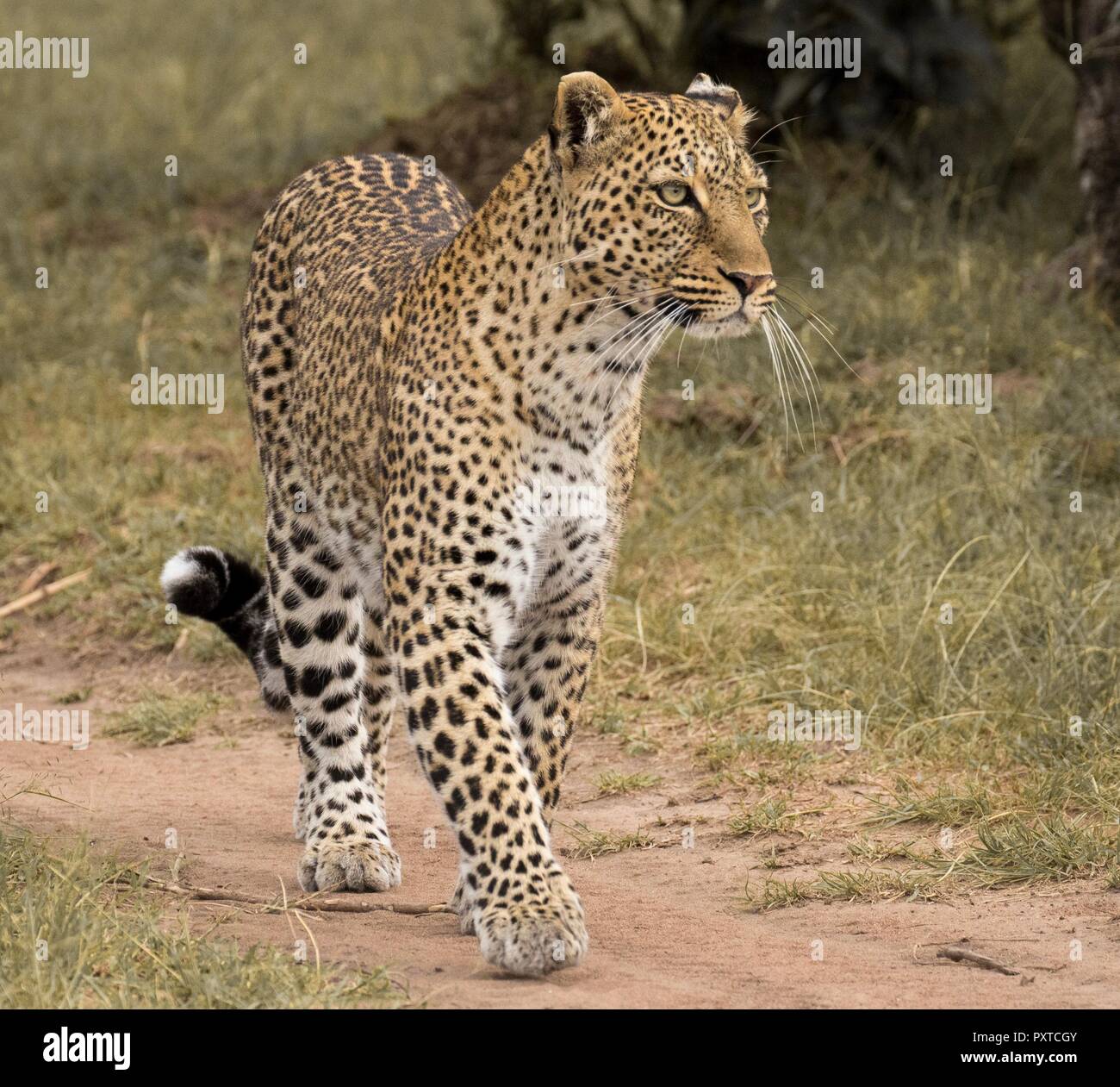 La fauna selvatica foto da Maasai Mara Foto Stock