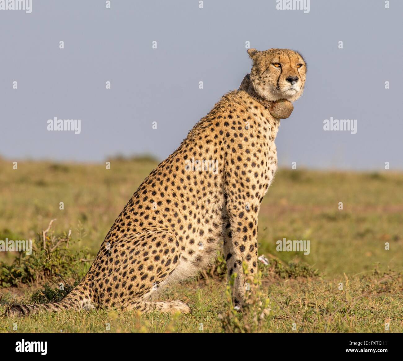 La fauna selvatica foto da Maasai Mara Foto Stock