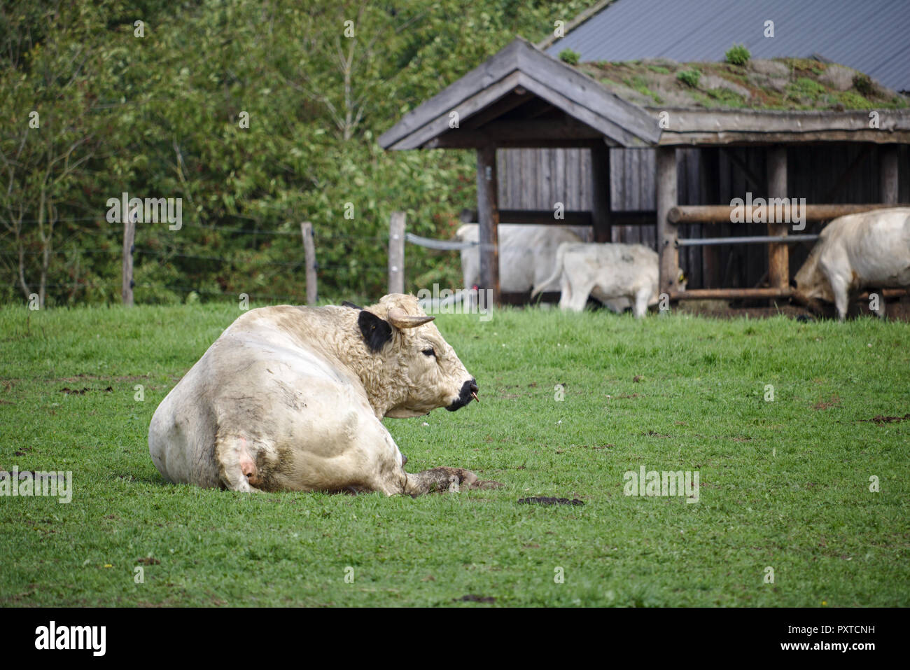 British white park toro seduto su un verde pascolo con stabile in background Foto Stock