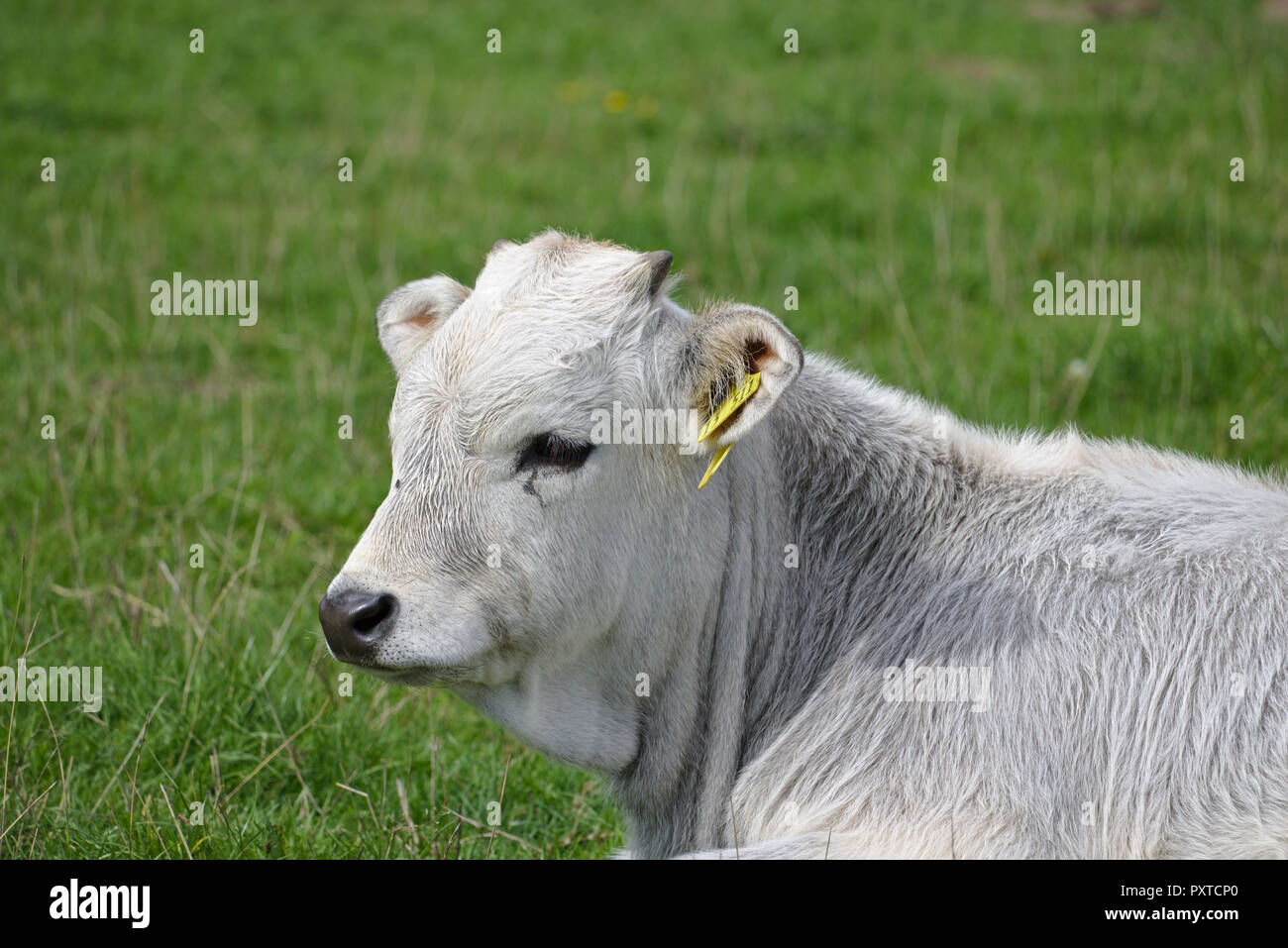 Ritratto di un vitello bianco giacente su un pascolo verde Foto Stock