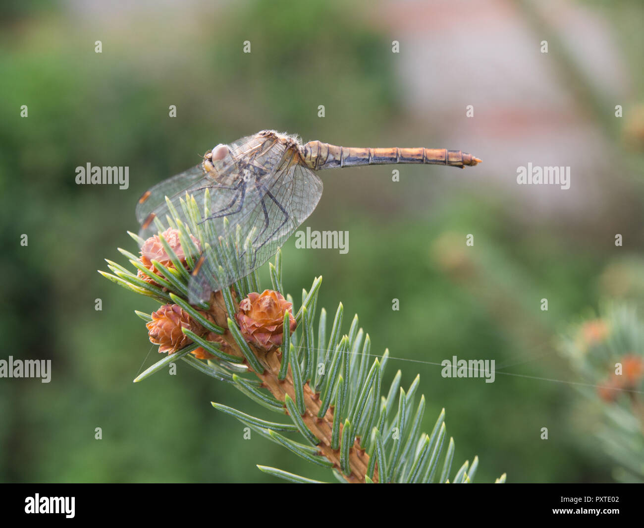Una libellula seduta sul abete rosso ramoscello. Foto Stock