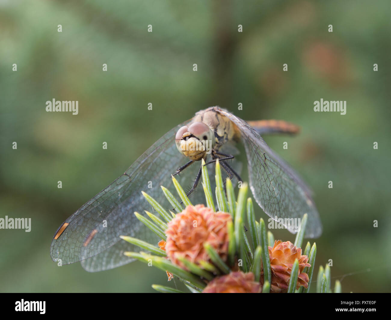 Una libellula seduta sul abete rosso ramoscello. Foto Stock