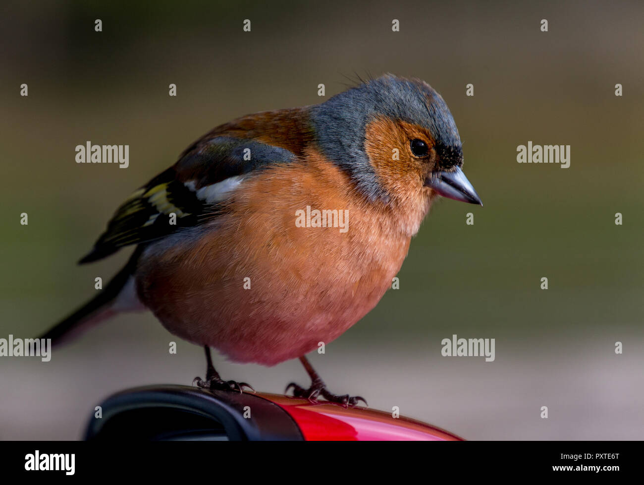 Maschio di fringuello sorge sullo specchietto laterale di un automobile Foto Stock