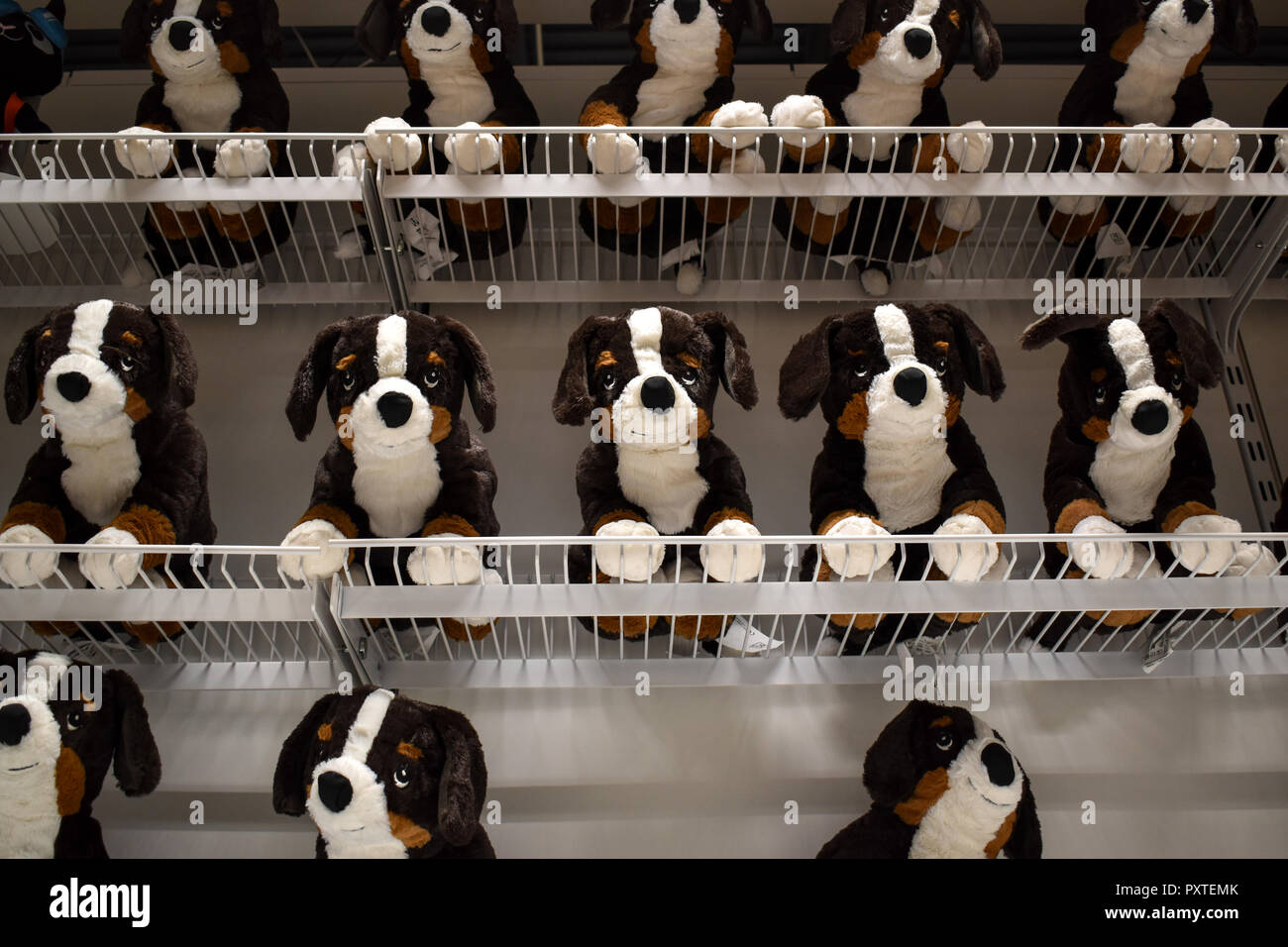 Animali impagliati cani su un ripiano Foto Stock