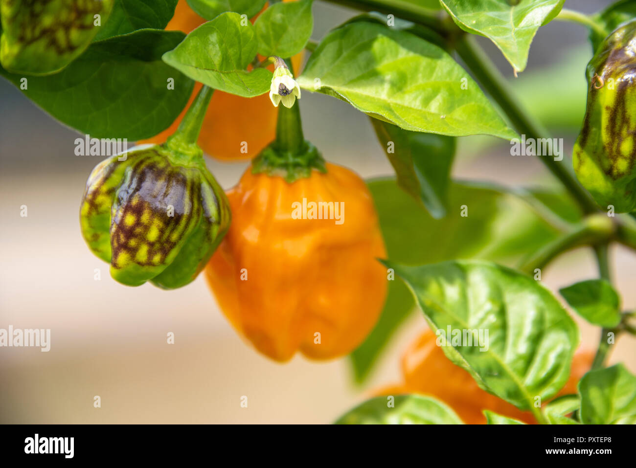 Habanero peppers cresce in una comunità giardino nella metropolitana di Atlanta, Georgia. Foto Stock