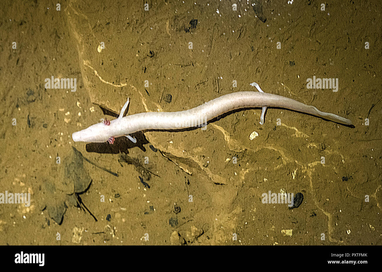 Olm, Proteus anguinus Foto Stock