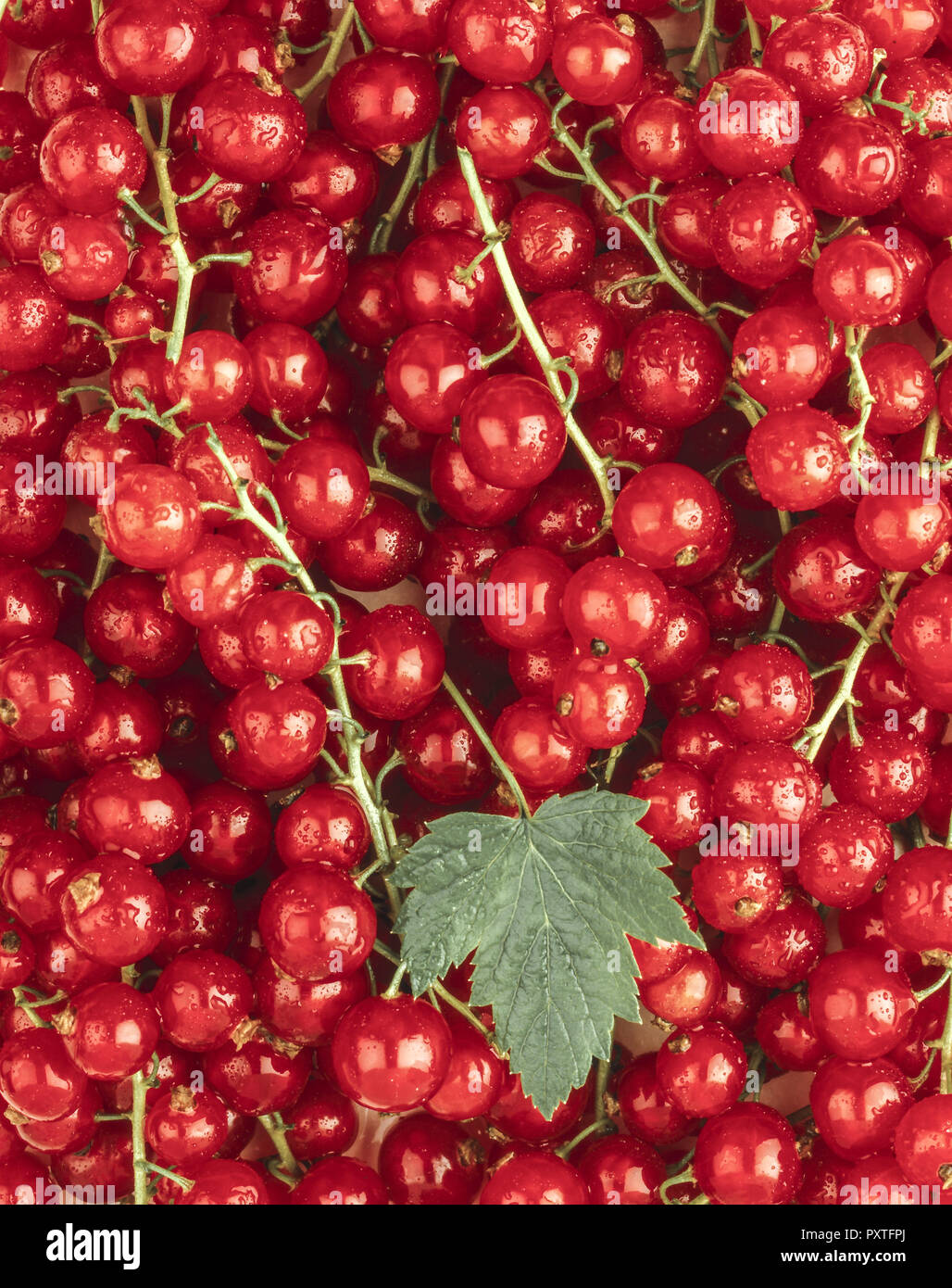 Roten Johannisbeeren, ribes rosso, frutta, frutta, ribes, uva secca di Corinto, cibo, vitamina, Rosso, vitamine Foto Stock