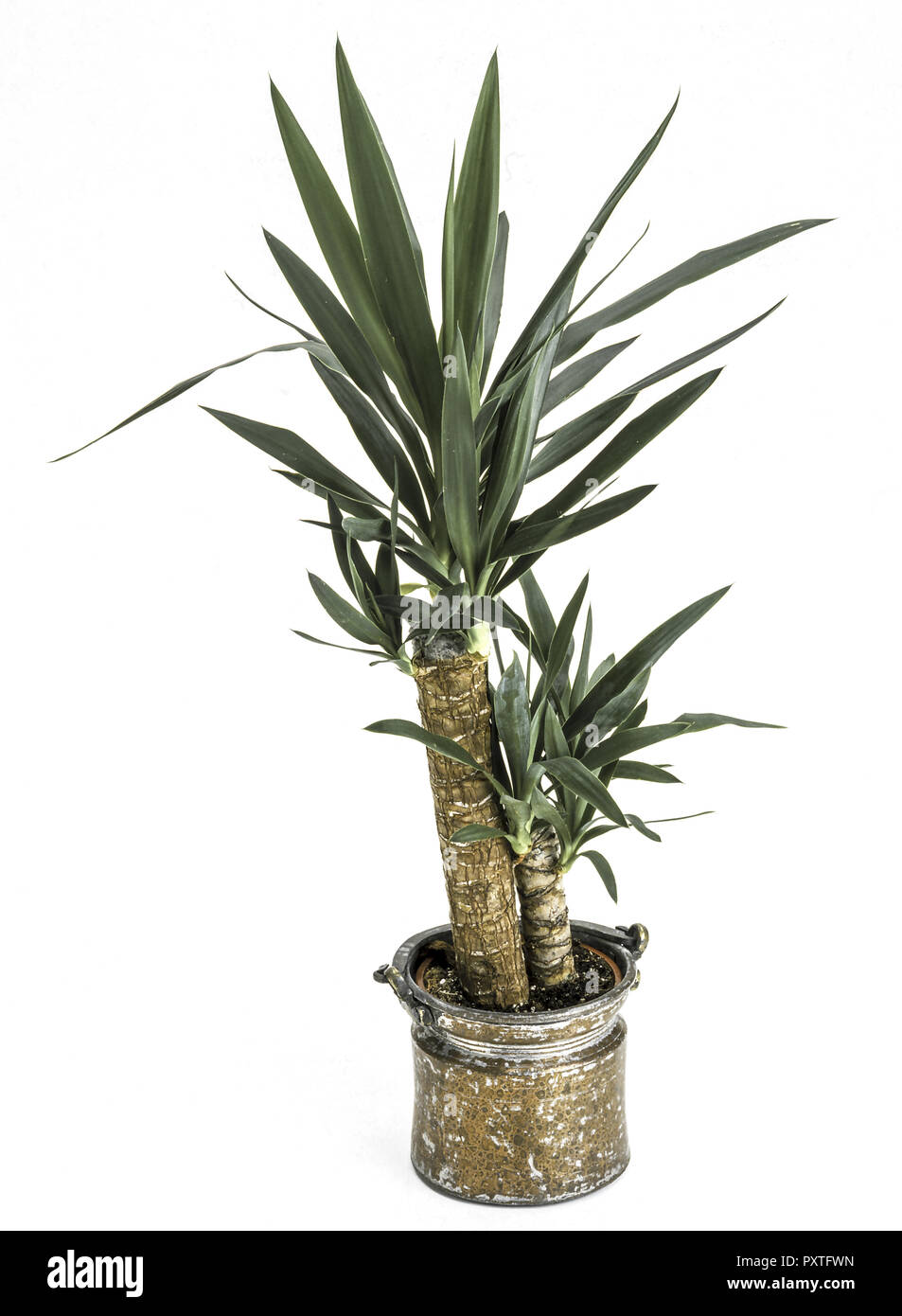 Zimmerpflanzen, Yucca Palme in einem Topf, piante da interni, Yucca Palm tree in una pentola, Agave, agavi, Indoor, vegetali, piante, foglie, foglie, pentola floreale, Pa Foto Stock