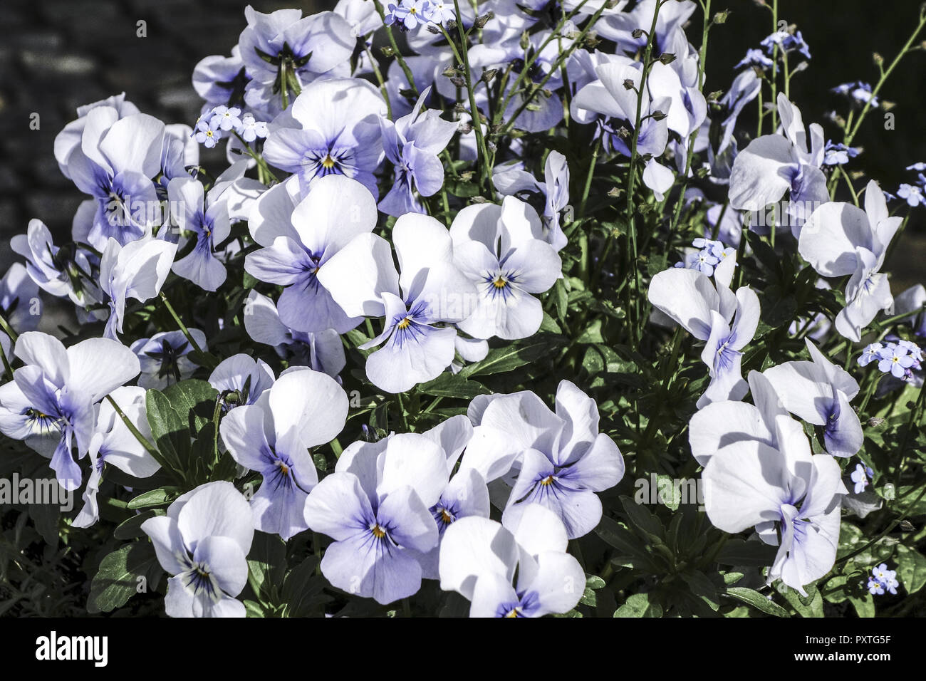 Blühende Hornveilchen im Frühling, fioritura cornuto pansies in primavera, cornuto, tufted, pansy, viola, pansies, viola cornuta, fiori, petali, f Foto Stock
