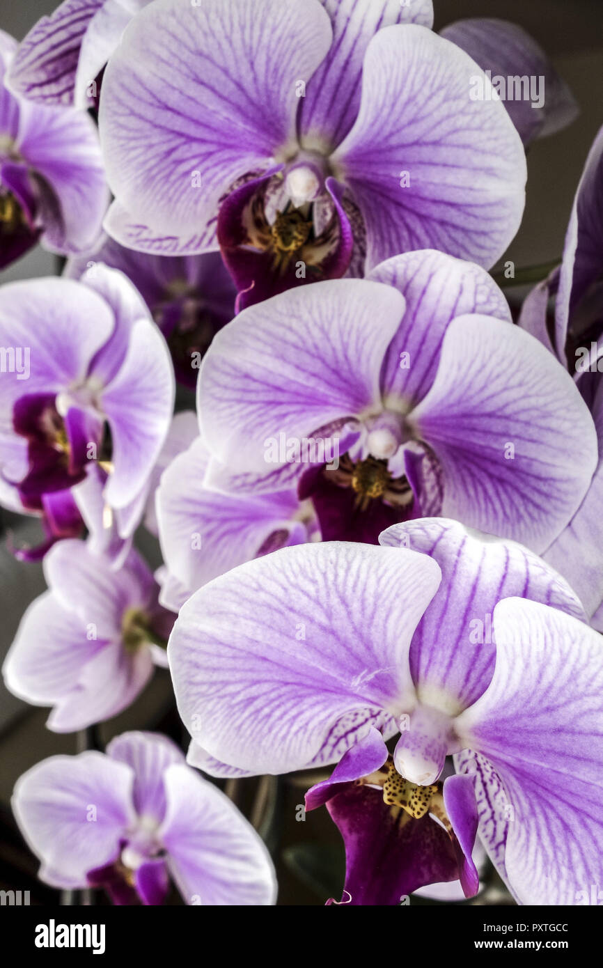 Blühende Orchidee Foto Stock