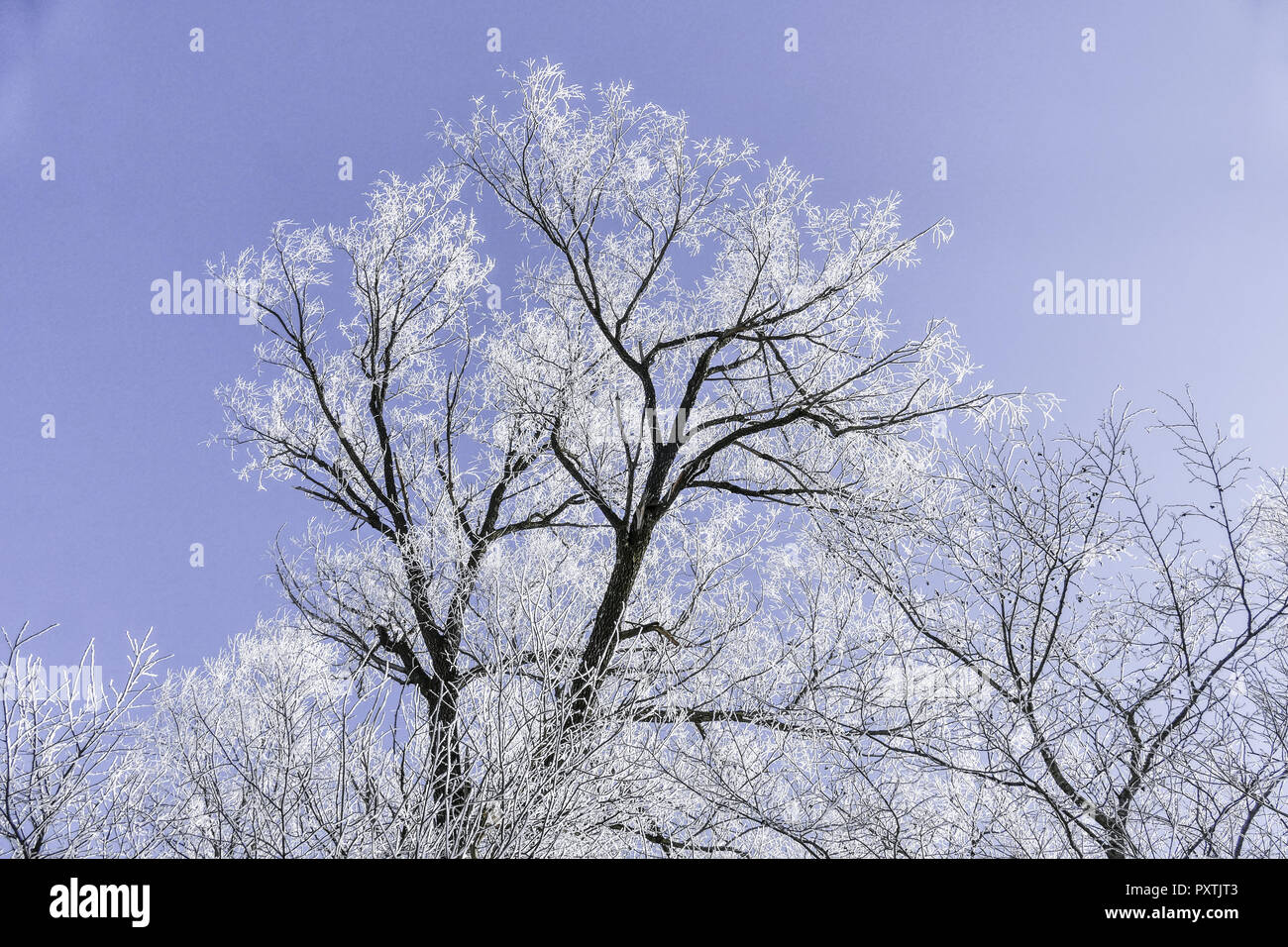 Raureif auf Bäumen un einem kalten Wintertag, Oberbayern, Bayern, Deutschland Foto Stock