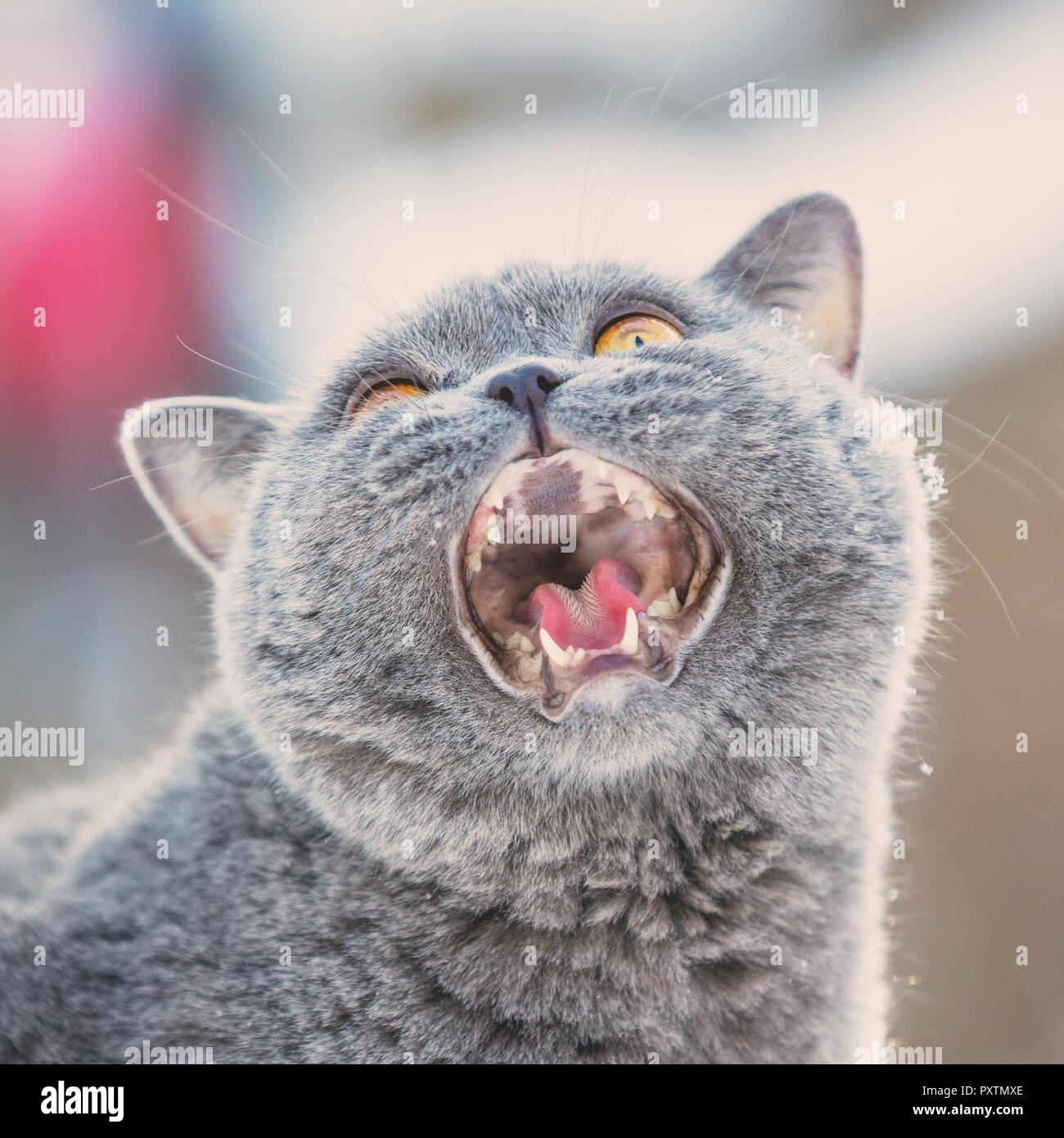 Ritratto di un blu meowing British Shorthair Cat Foto Stock