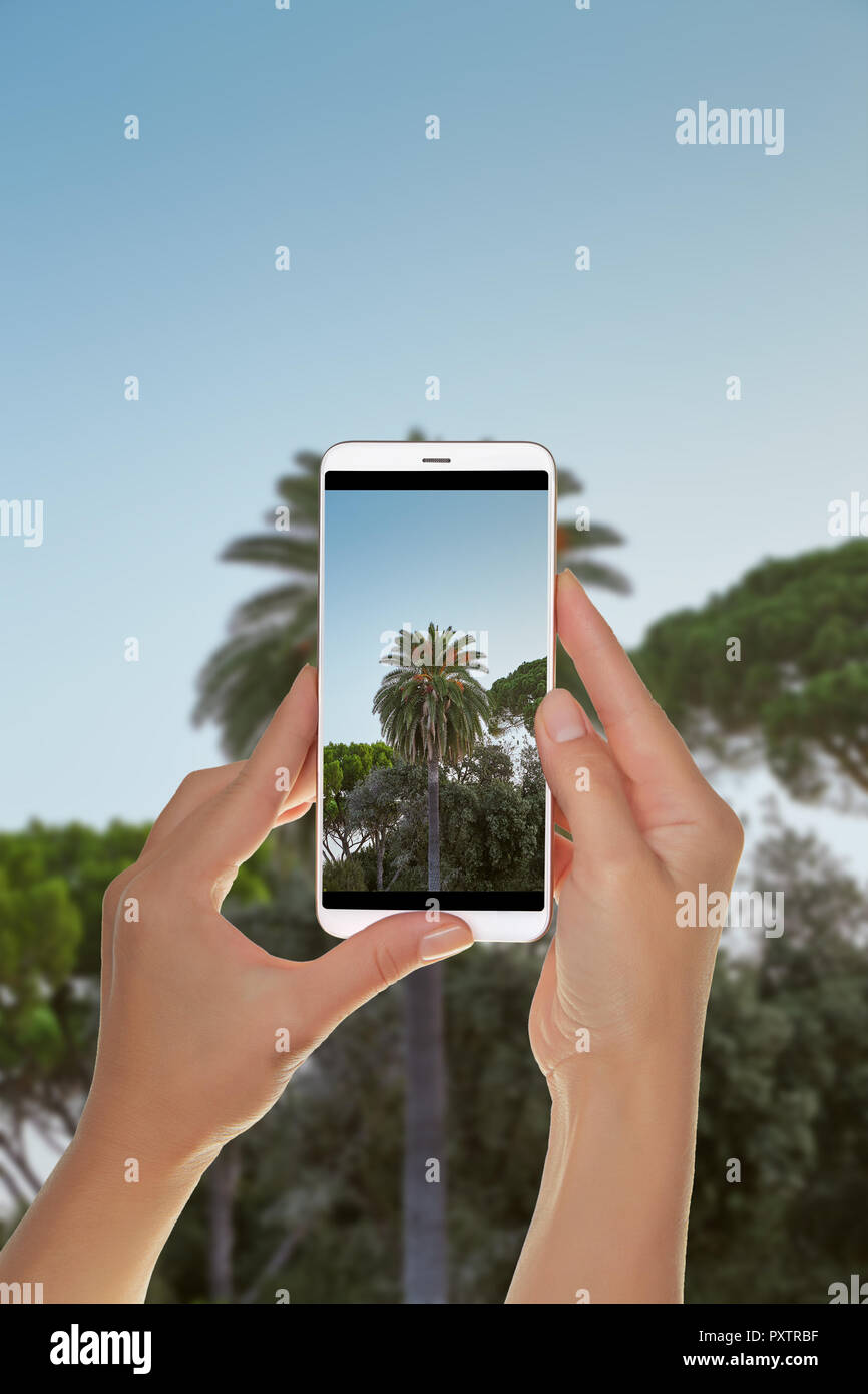 Un turista è di scattare una foto di Palm tree su uno sfondo di cielo blu su un telefono cellulare Foto Stock
